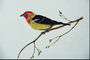 Птица с красными перышками на голове, желтым животом и черной спиной