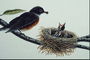 Обед. Птенцы в гнезде и птица с едой в клюве