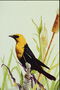 Птица с желтым перьям на голове и на груди