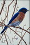 Сочетание синего, рыжего, светло-голубого перья на птице