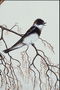 Птица с темнокоричневыми перишками на длинных волнистых ветках 