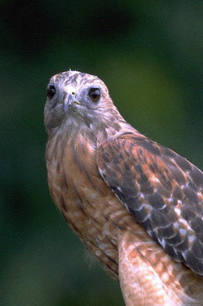 Орел коричневого цвета с темно-коричневыми крыльями