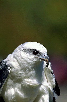 Птица с белым перьем на животе и на спине.  Черные крылья