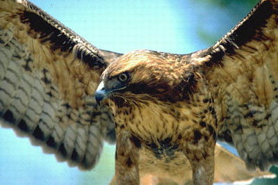Размах крыльев орла