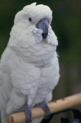 Попугай белого цвета