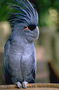 Попугай пепельно-синего цвета с хохолком на голове