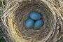 Синие яйца в гнезде