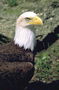Орел с коричневым перьем на теле и белым на голове