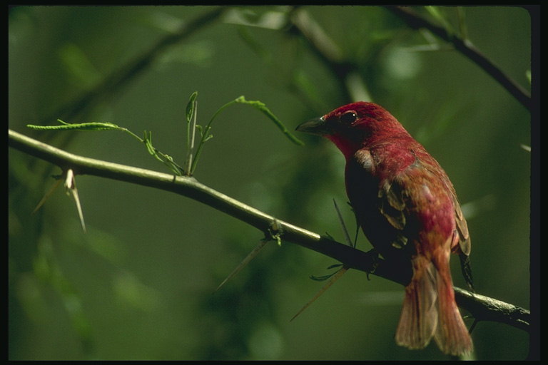 Птичка вишневого цвета