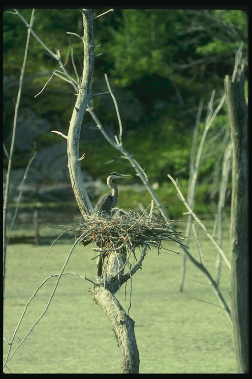 Гнездо птицы на сухом дереве