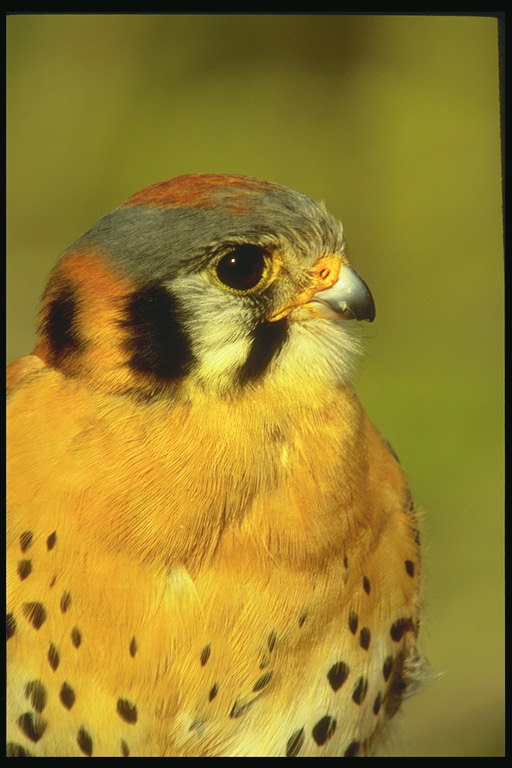 Птица с ярко-оранжевым оперением