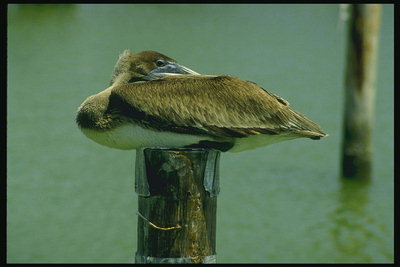 Птица на деревяном столбе