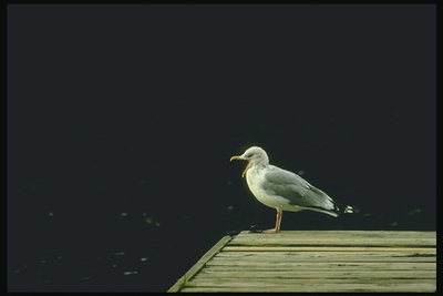 Птица на деревянном мостике