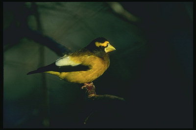 Маленькая птица с светло-желтым клювом, коричневым животом