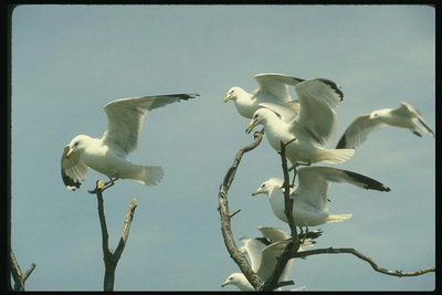 Белые чайки на ветвях