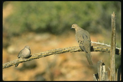 Птицы серо-коричневого цвета с длинными шеями