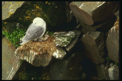 Гнездо птицы среди камней