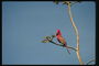 Птица с ярко-красным оперением и коричневым тоном крыльев
