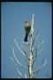 Большая птица серо-зеленого оттенка на вершине сухого дерева