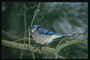 Птичка с ярко-синим оперением на спине