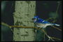 Сочетание синего и белого тонов оперения птицы