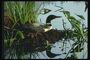 Гнездо утки среди растений на болоте