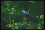 Птица в синевато-серых тонах