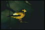 Маленькая птица с светло-желтым клювом, коричневым животом