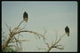 Большие птицы на ветках деревьев