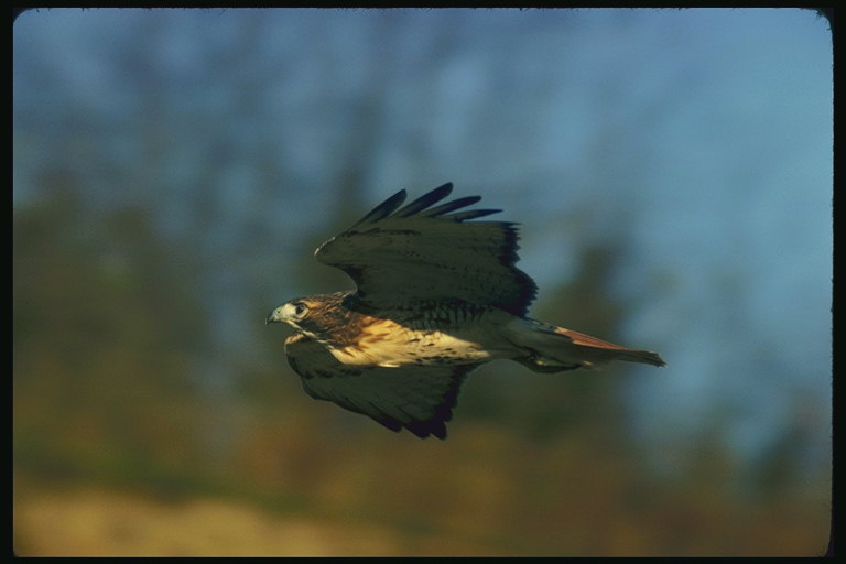 ワイド翼広がって飛んで鷹が、彼らの狩猟を調べます