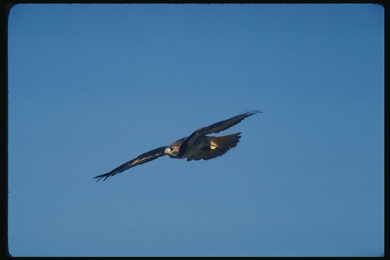एक स्पष्ट, cloudless आसमान की पृष्ठभूमि के खिलाफ शिकार के एक पक्षी उड़ान