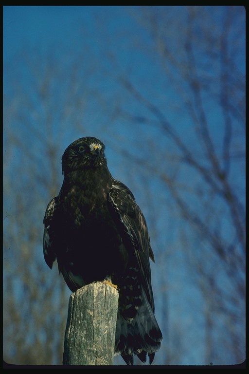 Профиль хищной птицы, сидящей в поле на деревянном колышке 