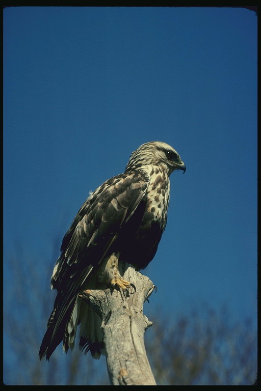 Lateral image of the hawk, the king sitting on a wooden throne