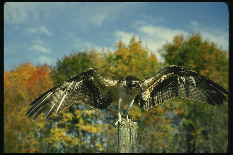 秋天是在树林中。 一位年轻的猎鹰达到成人的大小鸟类