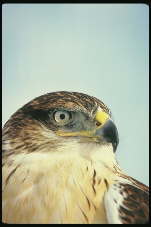 Falcon amb un plomatge de color groc i marró i exacta de l\'ull
