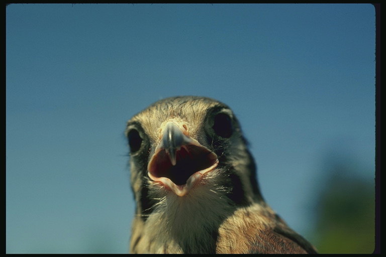Пташеня сокола з відкритим ротом сигналізує про свій ненаситний апетит