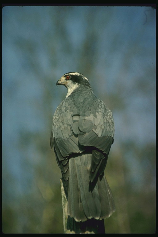 Dark đi săn chim ưng với lông mày trắng - kinh dị của chim bồ câu và chim nhỏ khác nhau