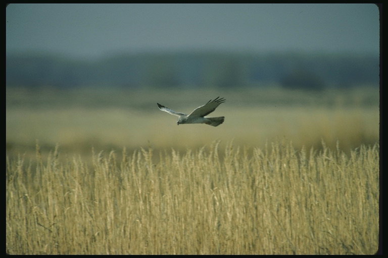 Низкий полёт над полями пшеницы в поиске птиц, живущих на земле
