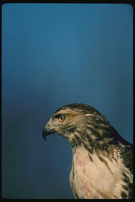 bec aigu et la couleur grise de la tête du faucon prédateur