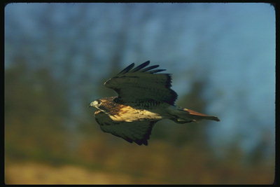 Brede vinger spredt flyr Falken undersøker deres jakt