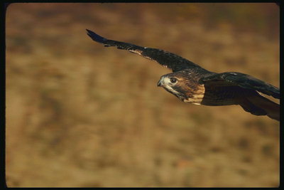 Nad zemí stoupající pták, slavné jméno, které - hrdý Falcon