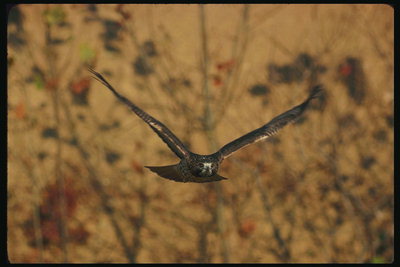 Brilliant ptica sokol feeds mirno ptic in malih sesalcev