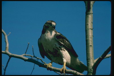 Нокти хищна птица се придържат упорито към дръвче