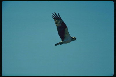 Свобода птицы в полёте демонстрирует лёгкость движения и отсутствие ограничений