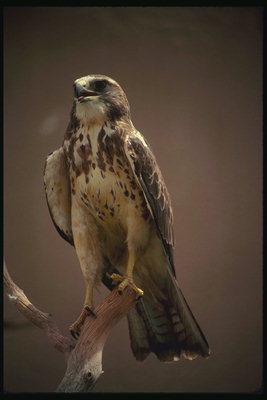 Brown hawk with a white chest with brown splashes on the dry branch