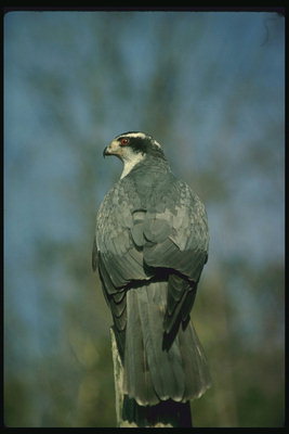 Tamno hawk s bijelim obrvama - horor golubova i razne male ptice