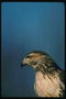 Agudo bec i de color gris del cap del falcó depredador