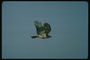Полёт сокола в чистом и ясном небе привлекает внимание фотолюбителей