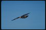 Flying unha ave de presa contra o fondo dun ceo claro e sen nubes