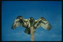 Светло - коричневое оперение ястреба. Картина вида на ястреба с распростёртыми крыльями снизу 